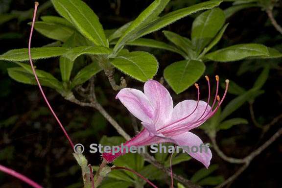 rhododendron prinophyllum subsection pentanthera 1 graphic